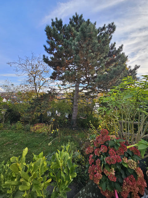 Schöne 5 Zimmer Maisonette ETW (EG/UG) mit 310 m² eigenem Garten, Bestlage Wiesloch; Südausrichtung